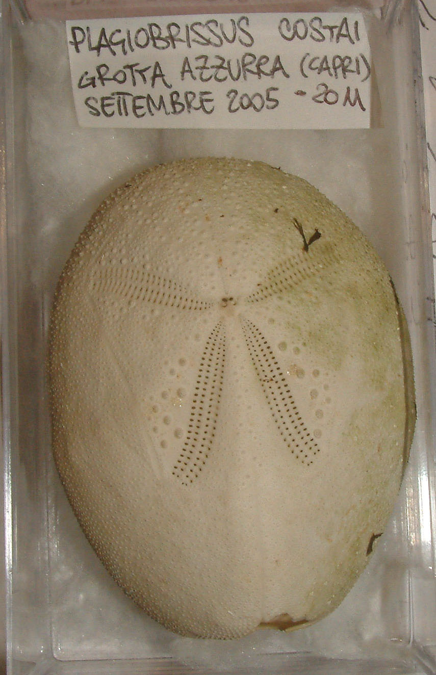 Plagiobrissus costai (Gasco, 1876)